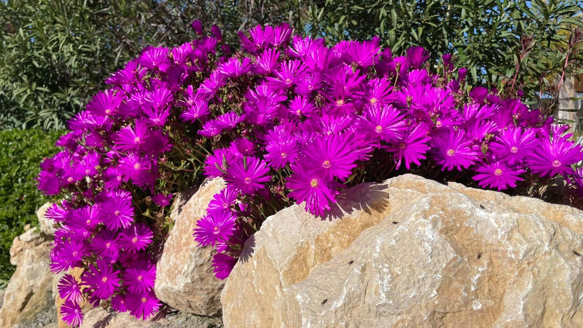 Finca Valle Verde Alora Exteriör bild